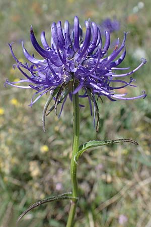 Phyteuma orbiculare \ Kugel-Rapunzel / Round-Headed Rampion, A Hainburg 14.5.2022