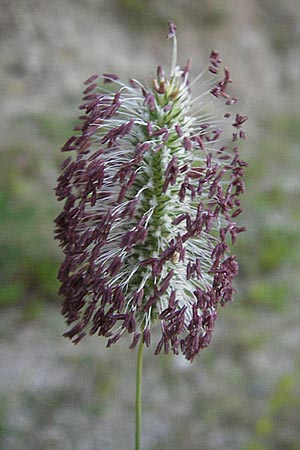 Phleum pratense \ Wiesen-Lieschgras / Timothy Grass, A Hengstpass 14.7.2007