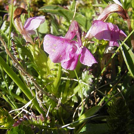 Pedicularis rosea subsp. rosea \ Rosarotes Lusekraut / Pink Lousewort, A Trenchtling 3.7.2010