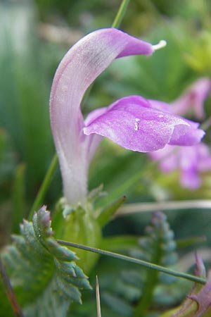 Pedicularis rosea subsp. rosea \ Rosarotes Lusekraut / Pink Lousewort, A Trenchtling 3.7.2010