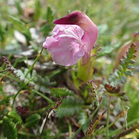 Pedicularis rosea subsp. rosea \ Rosarotes Lusekraut / Pink Lousewort, A Rax 28.6.2020