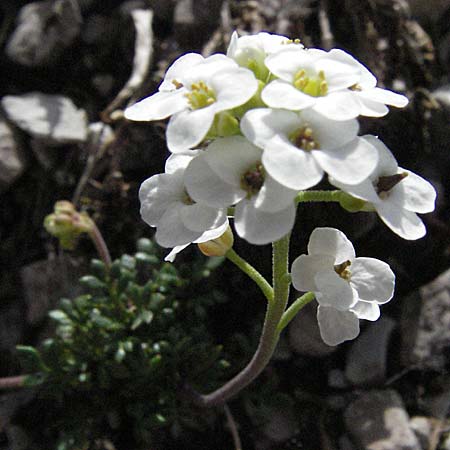 Hornungia alpina / Pritzelago, A Hahntennjoch 27.5.2007