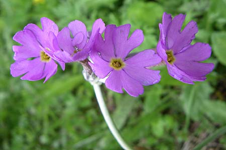 Primula halleri \ Hallers Primel / Haller's Primrose, A Malta - Tal / Valley 7.6.2008