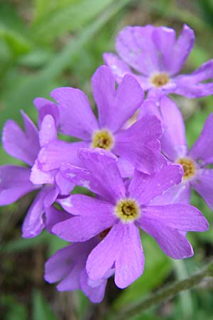 Primula halleri \ Hallers Primel / Haller's Primrose, A Malta - Tal / Valley 7.6.2008