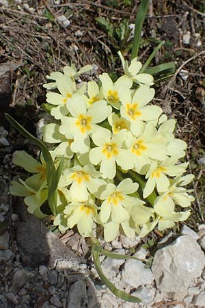 Primula vulgaris \ Stngellose Primel, Kissen-Primel / Primrose, A Kärnten/Carinthia, Hochobir 19.5.2016