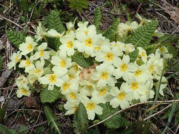 Primula vulgaris \ Stngellose Primel, Kissen-Primel, A Kärnten, Hochobir 19.5.2016