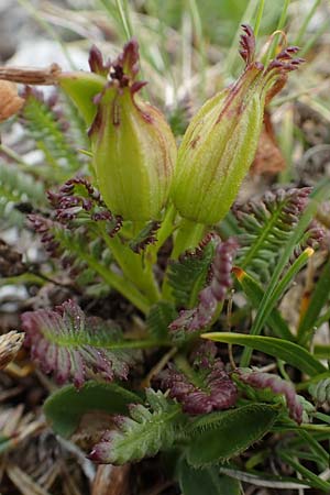 Pedicularis rostratocapitata \ Kopfiges Lusekraut, Geschnbeltes Lusekraut / Beaked Lousewort, A Trenchtling 3.7.2019