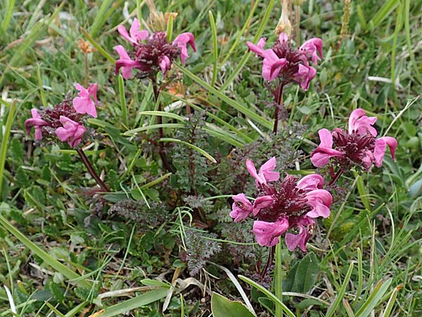 Pedicularis rostratocapitata \ Kopfiges Lusekraut, Geschnbeltes Lusekraut / Beaked Lousewort, A Trenchtling 3.7.2019