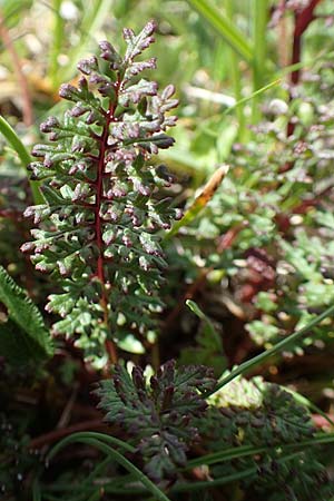 Pedicularis rostratocapitata \ Kopfiges Lusekraut, Geschnbeltes Lusekraut / Beaked Lousewort, A Trenchtling 3.7.2019