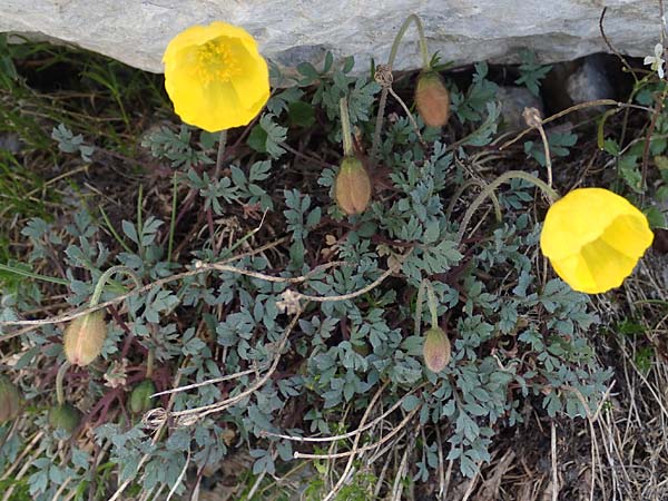 Papaver rhaeticum \ Gelber Alpen-Mohn, Rtischer Alpen-Mohn / Yellow Alpine Poppy, A Osttirol, Porze 13.7.2019