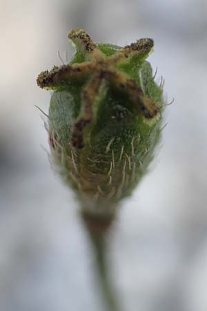 Papaver rhaeticum \ Gelber Alpen-Mohn, Rtischer Alpen-Mohn / Yellow Alpine Poppy, A Osttirol, Porze 13.7.2019