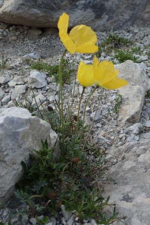 Papaver rhaeticum \ Gelber Alpen-Mohn, Rätischer Alpen-Mohn / Yellow Alpine Poppy, A Osttirol, Porze 13.7.2019