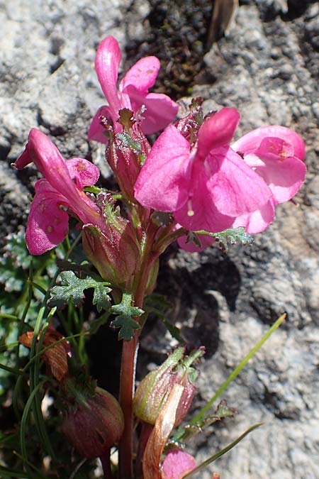 Pedicularis rostratocapitata \ Kopfiges Lusekraut, Geschnbeltes Lusekraut / Beaked Lousewort, A Dachstein Südwand 7.7.2020