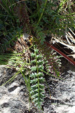 Pedicularis rostratocapitata \ Kopfiges Lusekraut, Geschnbeltes Lusekraut / Beaked Lousewort, A Dachstein Südwand 7.7.2020