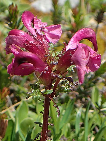 Pedicularis rostratocapitata \ Kopfiges Lusekraut, Geschnbeltes Lusekraut / Beaked Lousewort, A Dachstein, Auretskar 7.7.2020