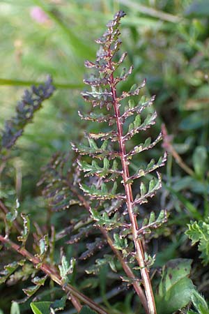 Pedicularis rostratocapitata \ Kopfiges Lusekraut, Geschnbeltes Lusekraut / Beaked Lousewort, A Eisenerzer Reichenstein 28.7.2021