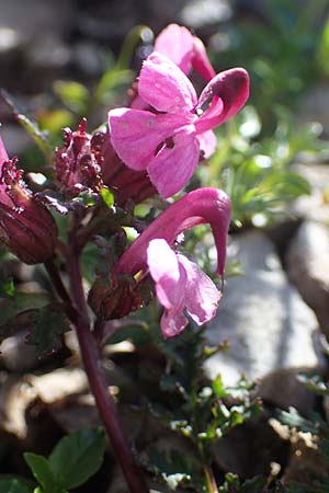 Pedicularis rostratocapitata \ Kopfiges Lusekraut, Geschnbeltes Lusekraut / Beaked Lousewort, A Eisenerzer Reichenstein 28.7.2021