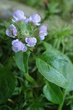 Prunella vulgaris \ Gemeine Braunelle, Kleine Braunelle / Selfheal, A Deutschlandsberger Klause 30.6.2022