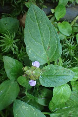 Prunella vulgaris \ Gemeine Braunelle, Kleine Braunelle / Selfheal, A Deutschlandsberger Klause 30.6.2022