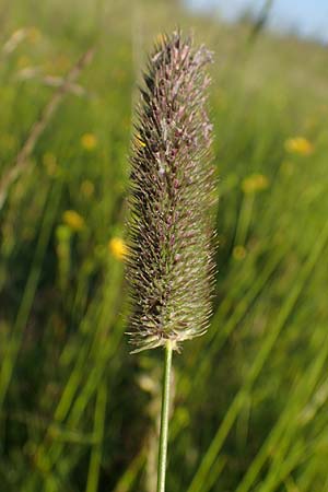 Phleum rhaeticum \ Rtisches Alpen-Lieschgras, A Kärnten, Koralpe 30.6.2022