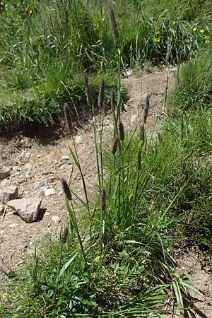 Phleum rhaeticum \ Rtisches Alpen-Lieschgras / Rhaetian Cat's-Tail, A Kärnten/Carinthia, Koralpe 1.7.2022