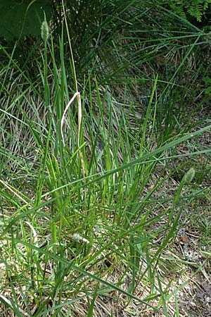 Phleum rhaeticum \ Rtisches Alpen-Lieschgras, A Kärnten, Koralpe 1.7.2022