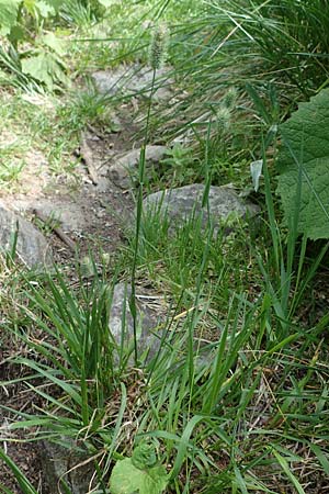 Phleum rhaeticum \ Rtisches Alpen-Lieschgras, A Kärnten, Koralpe 1.7.2022