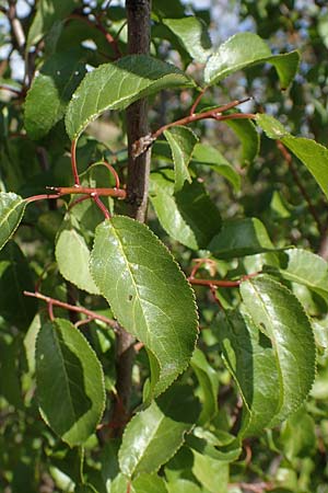 Rhamnus cathartica \ Purgier-Kreuzdorn, Echter Kreuzdorn, A Perchtoldsdorf 22.9.2022