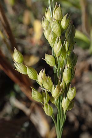 Panicum miliaceum subsp. ruderale \ Unkraut-Rispen-Hirse / Blackseeded Proso Millet, Broomcorn Millet, A Siegendorf 24.9.2022