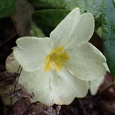 Primula vulgaris \ Stngellose Primel, Kissen-Primel, A Wien Höhenstraße 2.4.2023