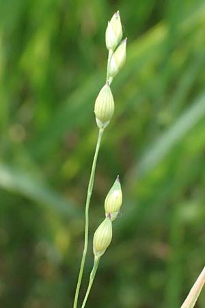 Panicum barbipulvinatum \ Ufer-Rispen-Hirse, A Seewinkel, Podersdorf 11.7.2023