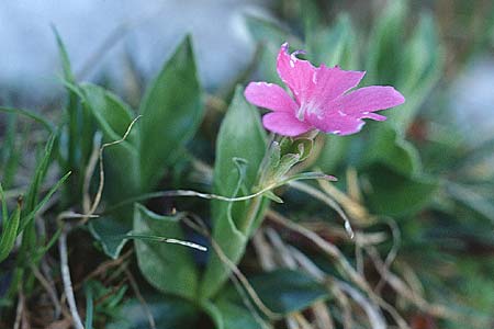 Primula clusiana \ Clusius' Primel, A Traweng 10.7.1995