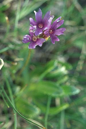 Primula daonensis ? \ Val-Daone-Primel / Val Daone Primrose, A Ost-Tirol Innervillgraten 3.8.2004