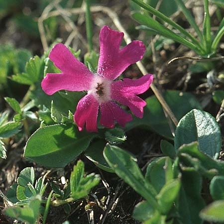 Primula minima \ Zwerg-Primel / Fairy Primrose, A Großglockner 4.8.2004