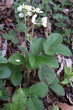 Fragaria moschata \ Zimt-Erdbeere, A Menauer Alm 31.5.2008