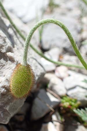 Papaver sendtneri \ Sendtners Alpen-Mohn, A Dachstein, Auretskar 7.7.2020