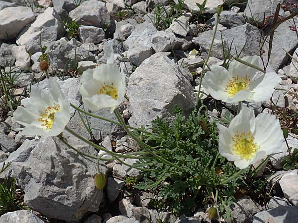 Papaver sendtneri \ Sendtners Alpen-Mohn, A Dachstein, Auretskar 7.7.2020