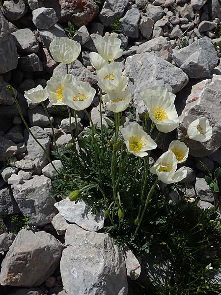 Papaver sendtneri \ Sendtners Alpen-Mohn, A Dachstein, Auretskar 7.7.2020