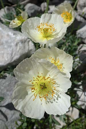 Papaver sendtneri \ Sendtners Alpen-Mohn, A Dachstein, Auretskar 7.7.2020