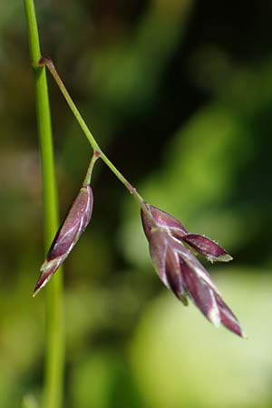 Poa supina / Supina Blue Grass, A Wölzer Tauern, Kleiner Zinken 24.7.2021