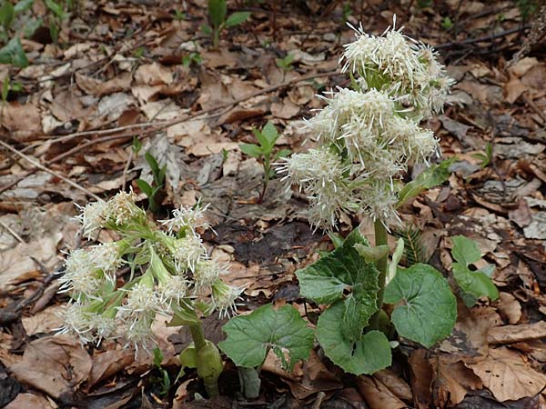 Petasites albus \ Weie Pestwurz, A Kärnten, Feistritz im Rosental 17.5.2016