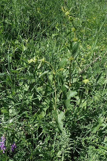 Phlomis tuberosa \ Knollen-Brandkraut / Tuberous Jerusalem Sage, A Gumpoldskirchen 15.5.2022