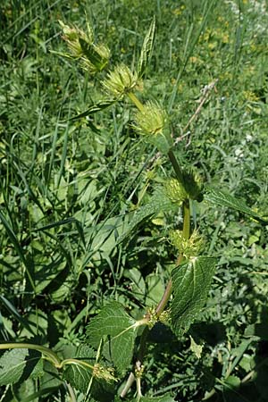 Phlomis tuberosa \ Knollen-Brandkraut / Tuberous Jerusalem Sage, A Gumpoldskirchen 15.5.2022