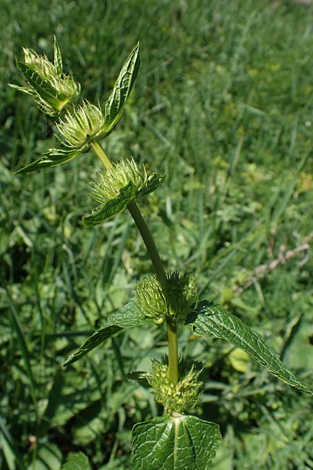 Phlomis tuberosa \ Knollen-Brandkraut / Tuberous Jerusalem Sage, A Gumpoldskirchen 15.5.2022