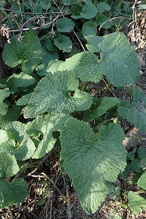 Phlomis tuberosa / Tuberous Jerusalem Sage, A Weinviertel,  Goggendorf 1.4.2023