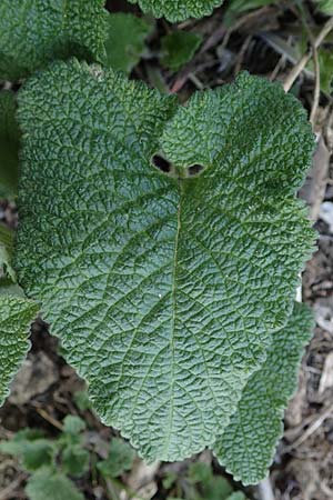 Phlomis tuberosa \ Knollen-Brandkraut / Tuberous Jerusalem Sage, A Weinviertel,  Goggendorf 1.4.2023