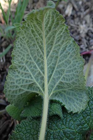 Phlomis tuberosa \ Knollen-Brandkraut / Tuberous Jerusalem Sage, A Goggendorf 1.4.2023