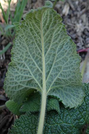 Phlomis tuberosa \ Knollen-Brandkraut / Tuberous Jerusalem Sage, A Weinviertel,  Goggendorf 1.4.2023