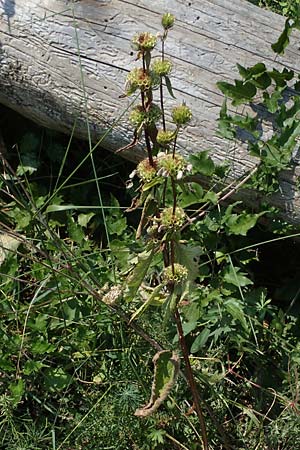 Phlomis tuberosa / Tuberous Jerusalem Sage, A Gumpoldskirchen 9.7.2023