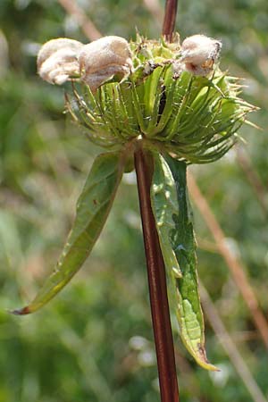 Phlomis tuberosa / Tuberous Jerusalem Sage, A Gumpoldskirchen 9.7.2023